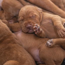 German Shorthaired Pointer and Vizsla Puppies from Nosam Kennels