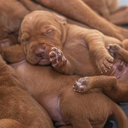 German Shorthaired Pointer and Vizsla Puppies from Nosam Kennels