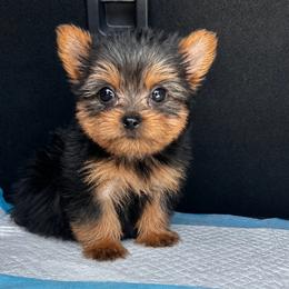 Tiny Baby Prince - Black and tan male Yorkshire Terrier puppy in Phoenix, Arizona from Luxury Pups AZ