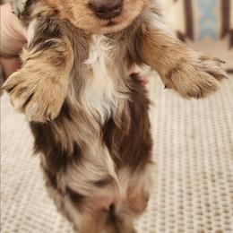 Sweet Pea - Dapple female Dachshund puppy in Goodman, Missouri from Jessica's Dashing Dachsunds and Chihuahuas