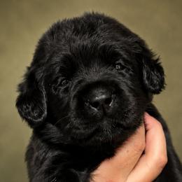 Yellow Collar - Black female Labrador Retriever puppy in Madison, Wisconsin from Meritrust Labradors