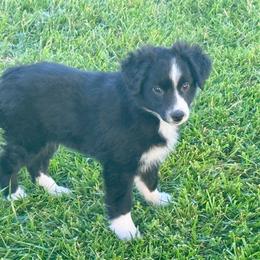 Phoenix - Black & white male Miniature Australian Shepherd puppy in California from Eagle River Aussies