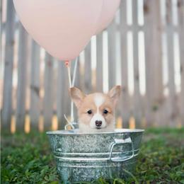 American Corgi and Pembroke Welsh Corgi Puppies from Constellation Corgi