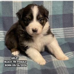 Arley - Black tri-color female Australian Shepherd puppy in Bethany, Connecticut from Wynter Thyme Manor Australian shepherds