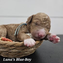 Blue - Red male Labradoodle puppy in Payson, Utah from Utah County Labradoodles