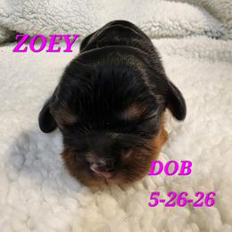 AKC ZOEY - Black and tan female Cavalier King Charles Spaniel puppy in Joplin, Missouri, Missouri from HOL-A-DA CAVALIERS