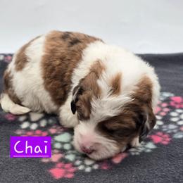 Chia - Sable female Bernedoodle puppy in Neillsville, Wisconsin from Granton Creek