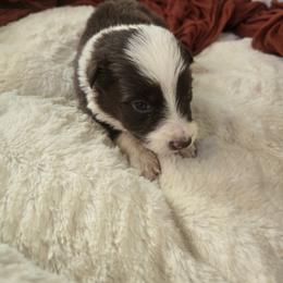 Red little one - Red female Border Collie puppy in Century, Florida from The George's dogs and puppies
