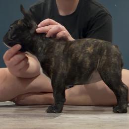 Daisy - French Bulldog