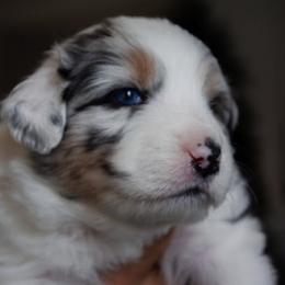 Australian Shepherd Puppies from Sparrtan Australian Shepherds
