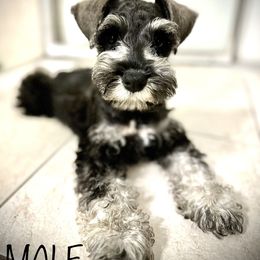 Boy 2 - Salt and pepper Miniature Schnauzer puppy in Florida from Aria's Miniature Schnauzers