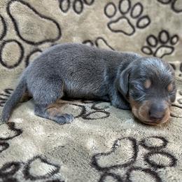 Blue - Gray (blue) and tan female Dachshund puppy in George West, Texas from Rockin M Kennel