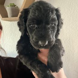 Girl 3 - female Goldendoodle puppy in El Cajon, California from Pacific Coast Goldendoodles