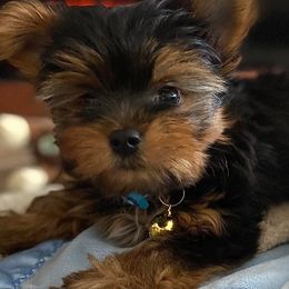 Yorkshire Terrier Puppies from Island Lake Yorkies