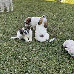 Russell Terrier Puppies from Roger's Russell Terriers