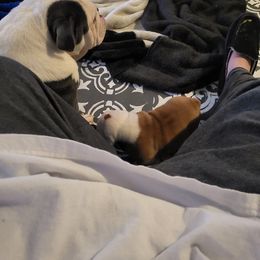 Bulldog Puppies from Luka Brasi Bullies LLC