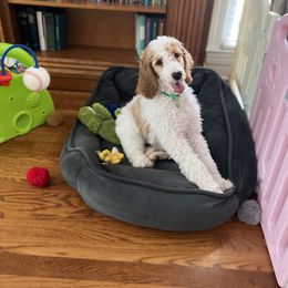 Poodle Puppies from Absolutely Pampered Poodles