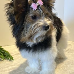 AKC Biewer Terrier-Ivy - Black tan and white female Biewer Terrier puppy in Colorado from Bouquet Biewers
