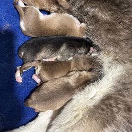 Girl 3 - Red and white female Pomsky puppy in Krum, Texas from Paw-Some Pomskies
