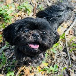 Olive - Shih Tzu