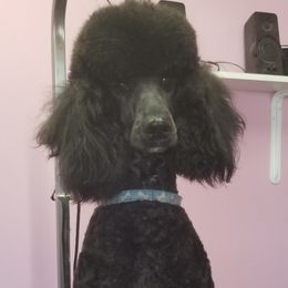 Phoebe - Poodle