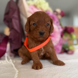 Poppy - Red female Australian Labradoodle puppy in Auburn, California from Poodles and Labradoodles breeder