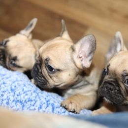 French Bulldog Puppies from Camp Fine Frenchies