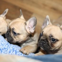 French Bulldog Puppies from Camp Fine Frenchies