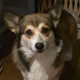Leo - Pembroke Welsh Corgi
