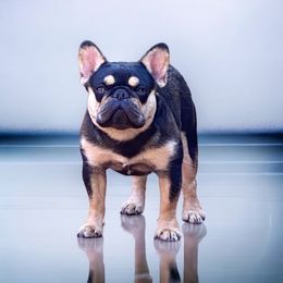 Fayme - French Bulldog