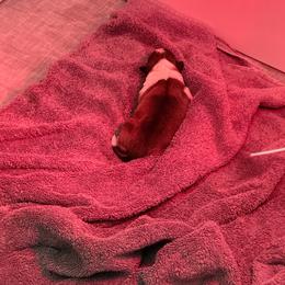 Little peep - White and sable male Shetland Sheepdog puppy in Hickman/Modesto, California from Rosewick Kennels