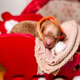 F1B Goldendoodle Hazel - Apricot female Goldendoodle puppy in Redding, California from Casa Delarosa Poodles & Doodles Collective