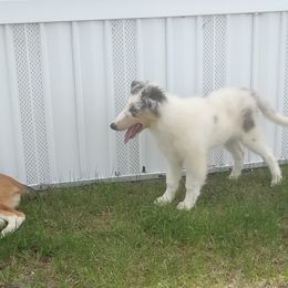 Collie Puppies from Desert Kennels