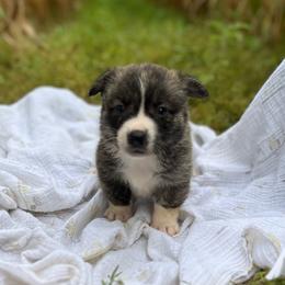 Sequoia - Brindle and white male American Corgi puppy in Hope, Arkansas from Foxy Knoll Farm