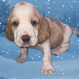 Blue collar - Lemon and white male Basset Hound puppy in Callao, Virginia from Walk The Line Basset Hounds