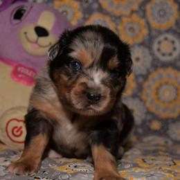 Miniature Australian Shepherd Puppies from JnT's Bluegrass Mini Aussies