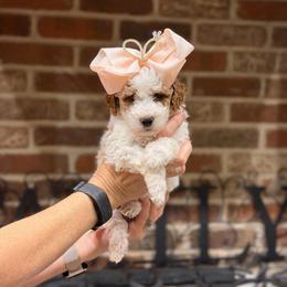 Bailey - Parti female Goldendoodle puppy in Anthem/Phoenix, Arizona from Ironwood Doodles