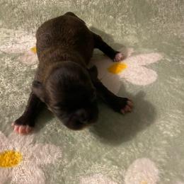 Ava - Chocolate brindled fawn female Chihuahua puppy in Red Bluff, California from Aye Chihuahua
