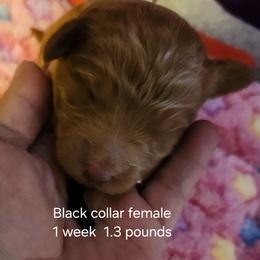 Black collar Ruby - Apricot female Goldendoodle puppy in Fairmount, Indiana from Capens' Doodles,Poodles and Poo's