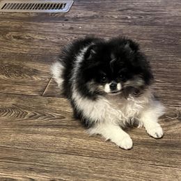 Rudy - Pomeranian