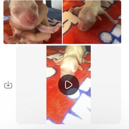 Girl 2 - Cream female Goldendoodle puppy in Cumberland, Rhode Island from minigoldendoodlesofRI