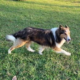 Tad - Collie