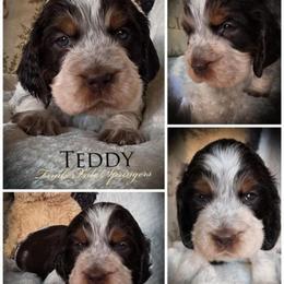 Girl 4 'Teddy' - Tri-Roan female English Springer Spaniel puppy in Silverdale, Washington from TimberVale Springers