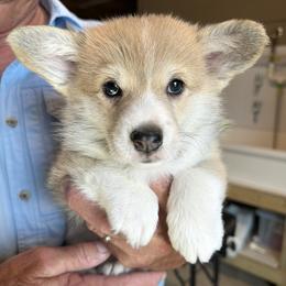 Yellow Collar Female - Sable female Pembroke Welsh Corgi puppy in Victoria, Texas from Clear Creek Corgis