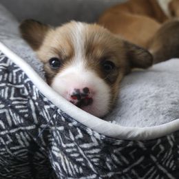 Pembroke Welsh Corgi Puppies from Short & Stout