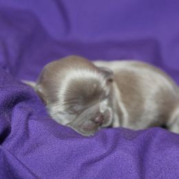 Shih Tzu Puppies from Gypsy Breeze Kennels