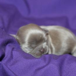 Shih Tzu Puppies from Gypsy Breeze Kennels