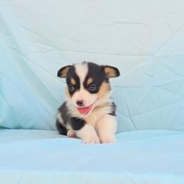 Shania x Wilson Tan collar - Black and tan male Pembroke Welsh Corgi puppy in Grass Valley, California from Triple M Ranch Corgi's
