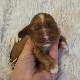 Bean - Red male Cocker Spaniel puppy in Florence, South Carolina from Reddick's American Cocker Spaniels