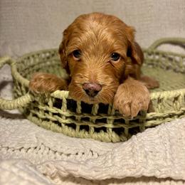 Benny - Apricot male Goldendoodle puppy in Birmingham, Alabama from Ivy’s Doodles